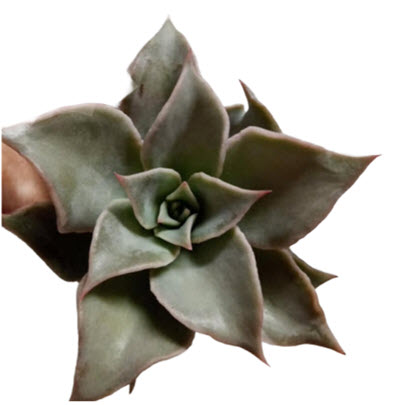 2" Echeveria Mira